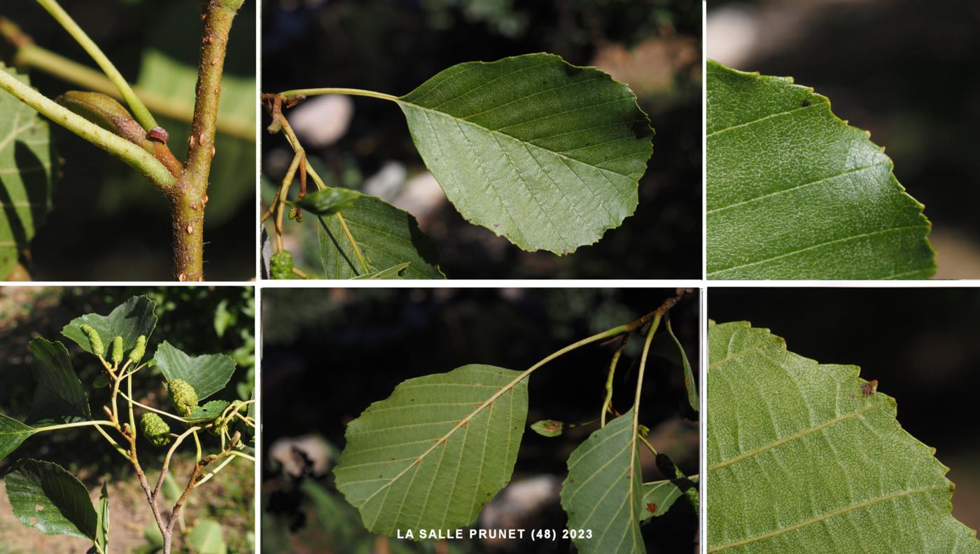 Alder leaf